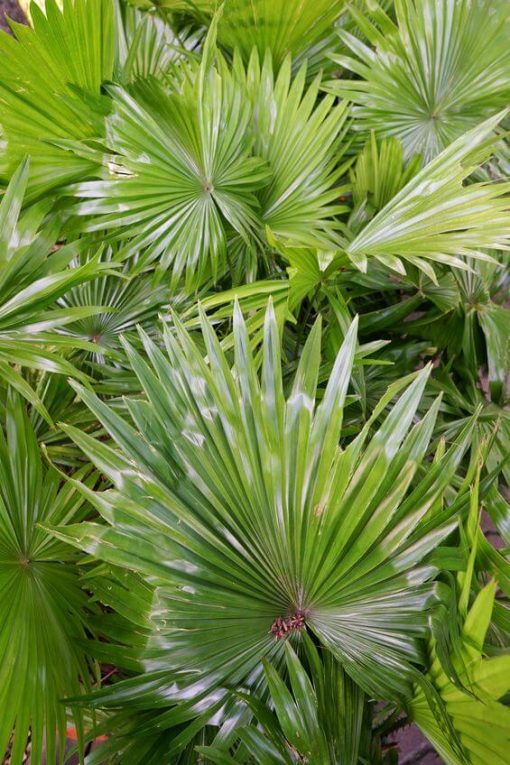 Saw Palmetto Benefits For Skin Health Using Saw Palmetto In Your