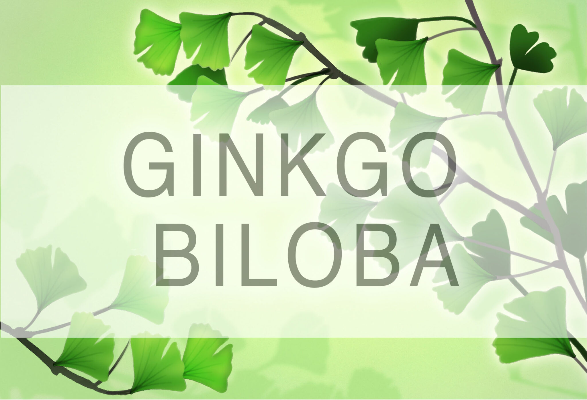 Ginkgo Biloba- Ancient Herb with Amazing Anti-Aging Powers